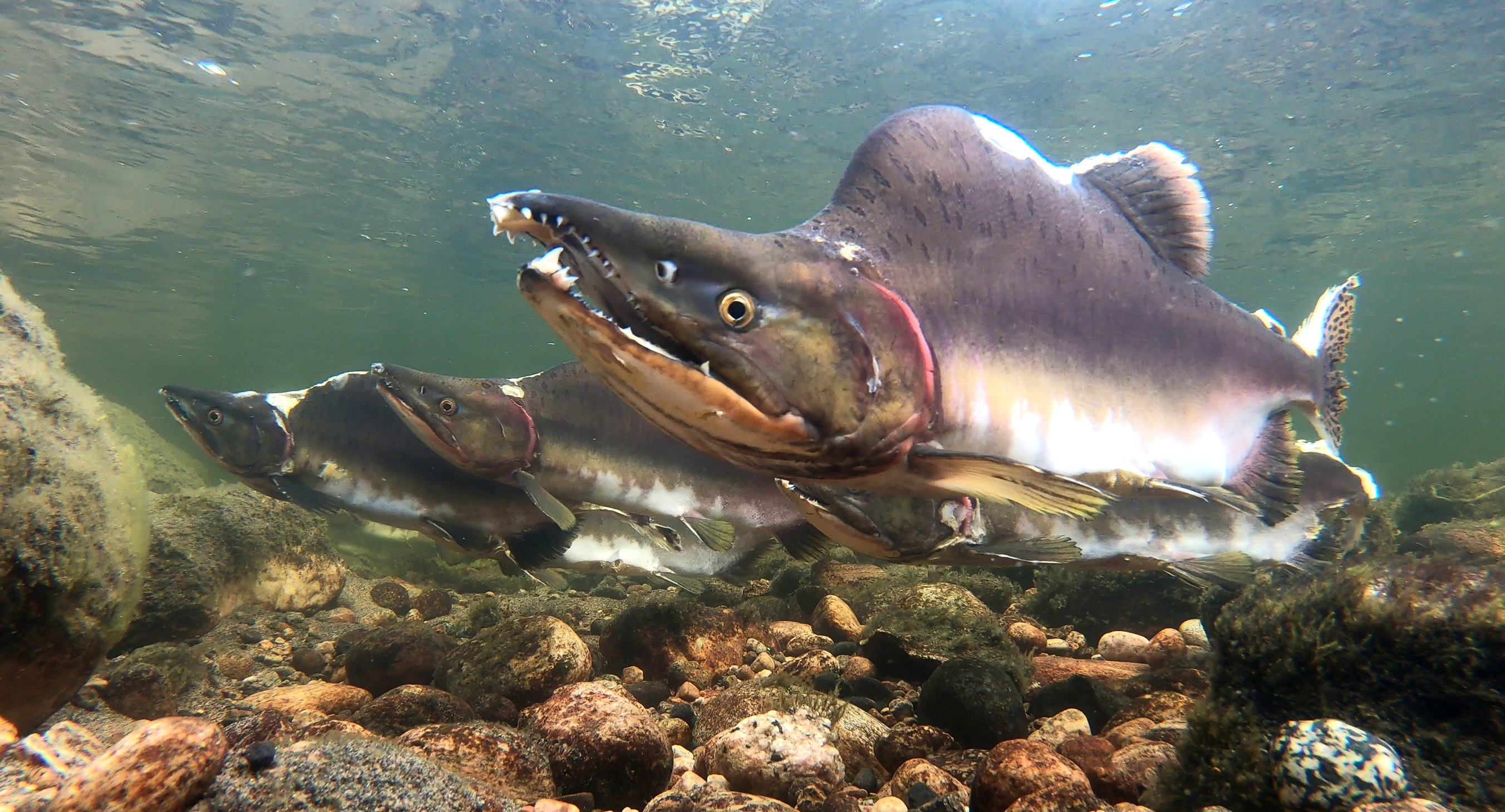 Kuvassa kyttyrälohia uimassa vesistössä. 