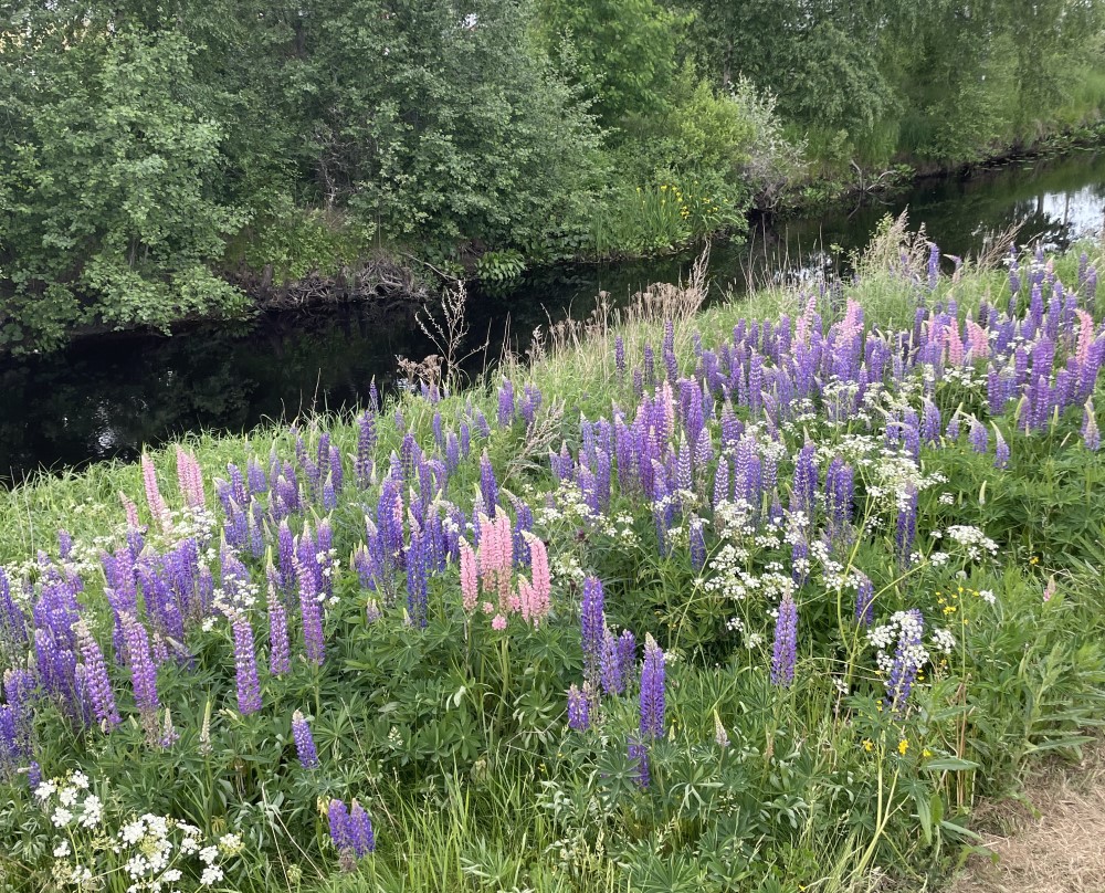 Kuvassa kasvaa lupiineja jonkun ojan/puron/joen varrella.