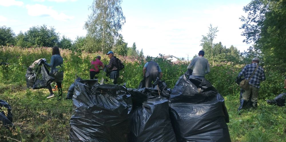 Kuvituskuva vieraslajitalkoista. Joukko ihmisiä keraa jättipalsamia ja laittaa niitä isoihin jätesäkkeihin.