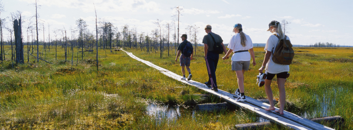 Ihmisiä kävelemässä suoalueella pitkospuilla.